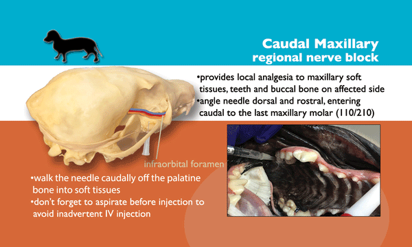Veterinary Dentistry