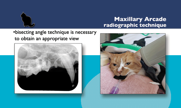 Veterinary Dentistry